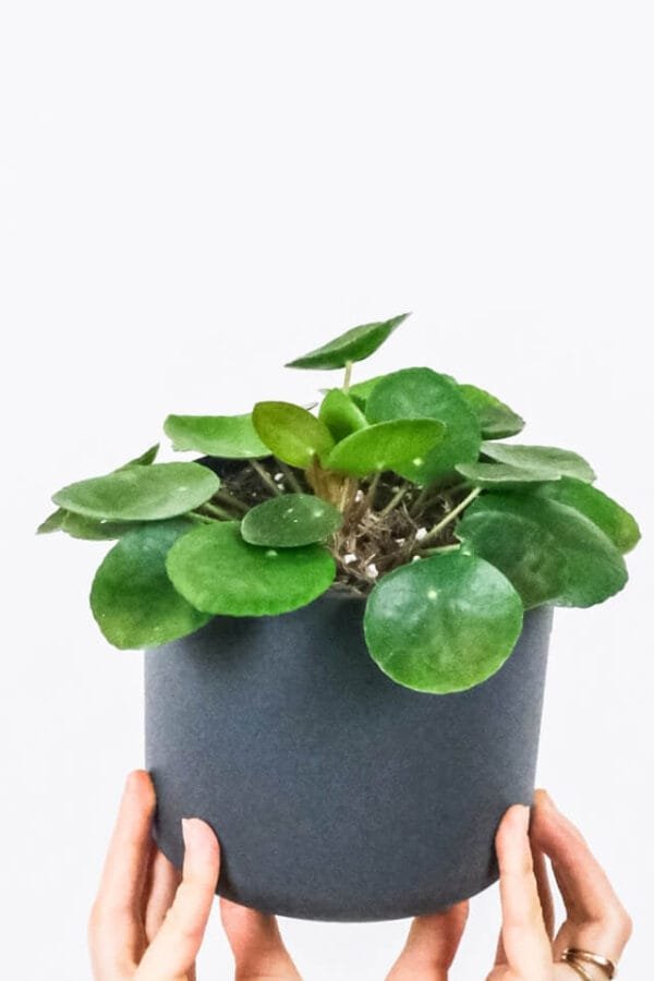 ⁦Peperomia Lemon Lime⁩ - الصورة ⁦2⁩